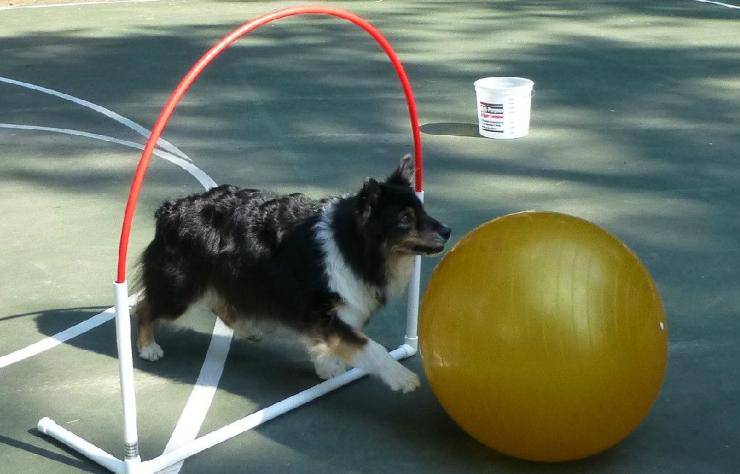 cane e Triabball