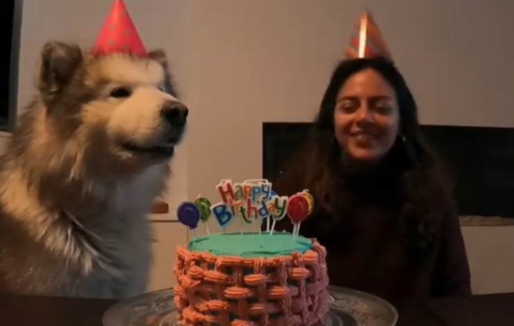 Il compleanno dell'husky (Foto video Instagram)