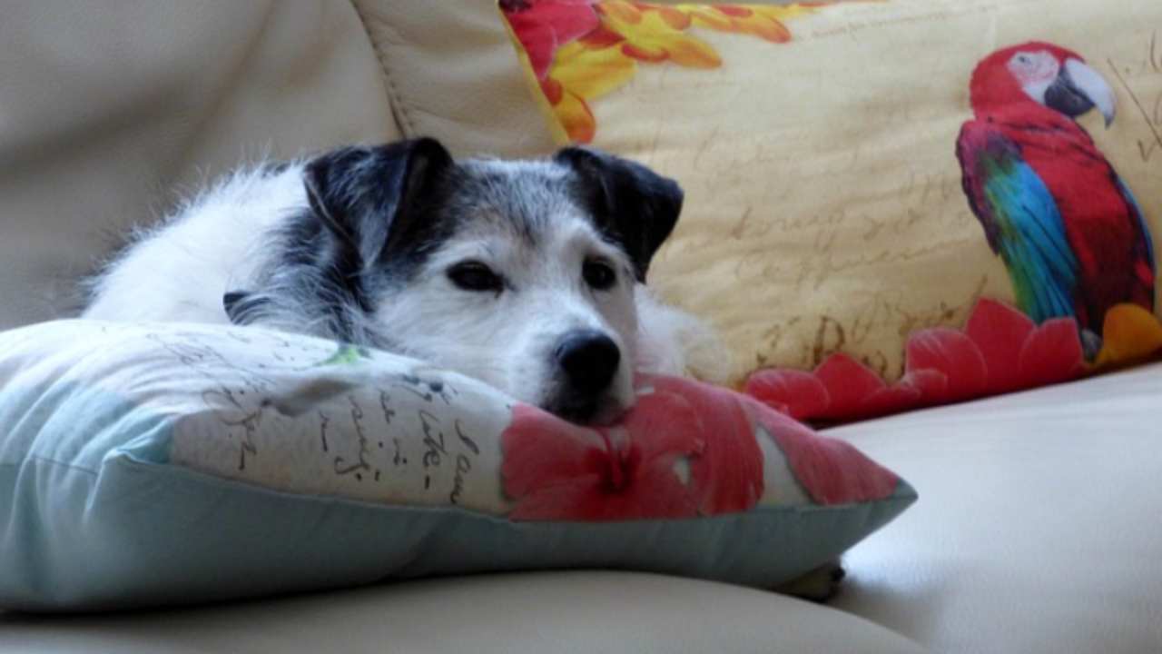 Cane Che Appoggia La Testa Sul Padrone