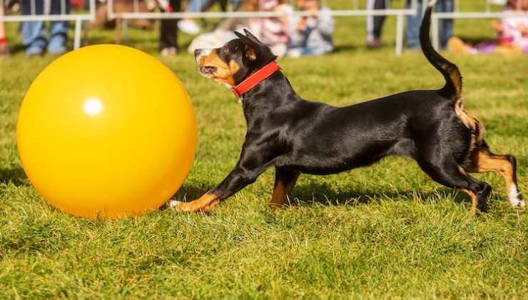 cane pratica il Treibball