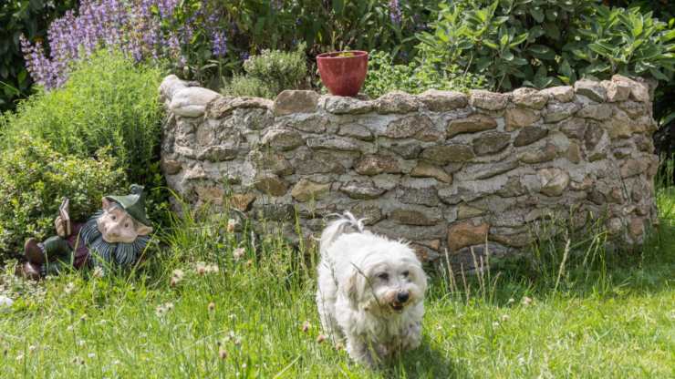 cane può mangiare origano