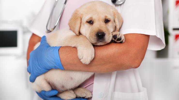 cane può uscire subito dopo prima vaccinazione