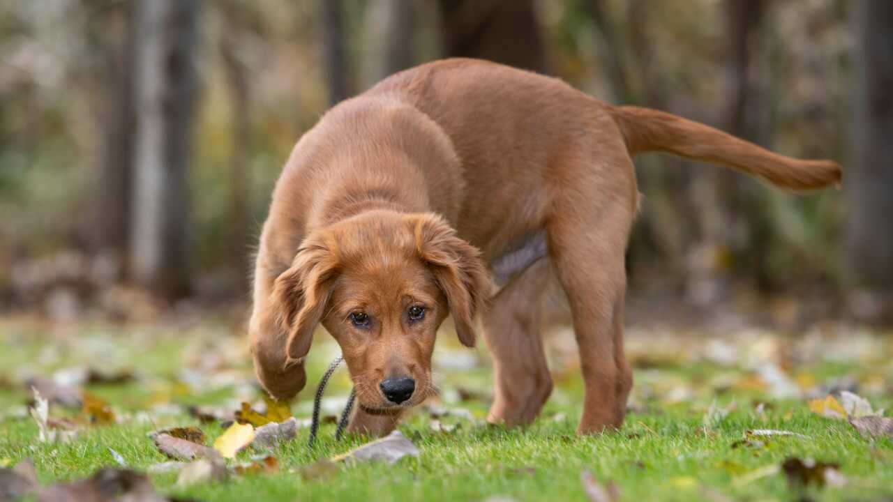 cane sentire odore