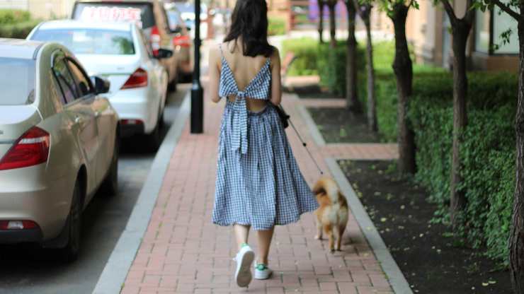 cane vuole tornare subito a casa 