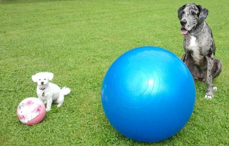 cani con palle da fitness