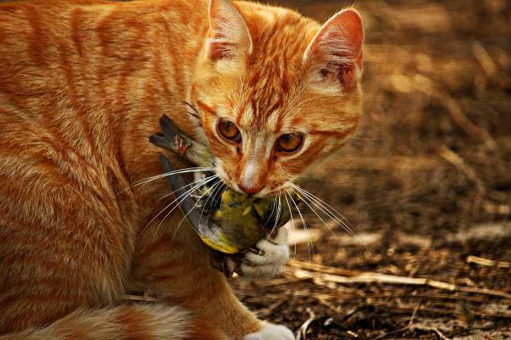 Il gatto lascia prede sul letto