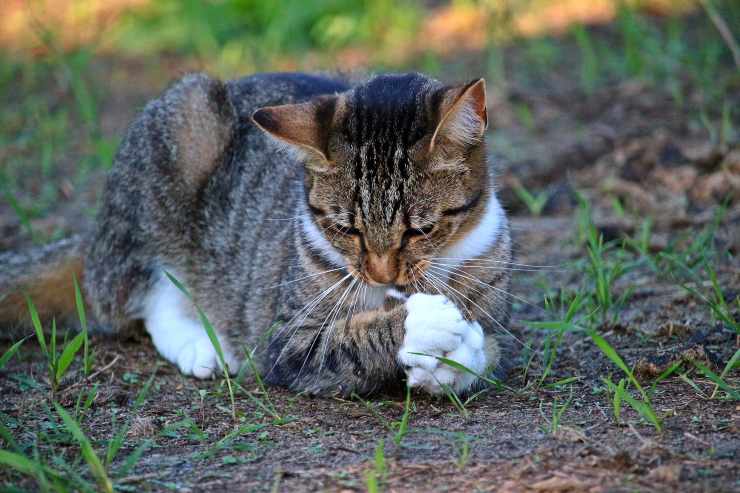 L'atteggiamento del felino