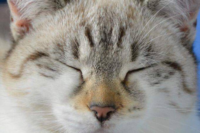 Il Gatto Ha Chiuso Gli Occhi Canzone