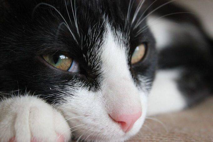 Il Gatto Ha Chiuso Gli Occhi Canzone