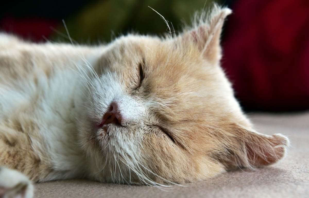 Il gatto ha l'occhio chiuso altri sintomi, cause e cure possibili