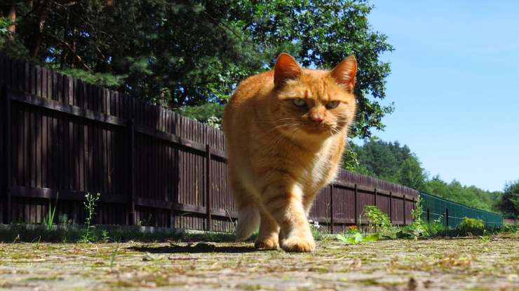 Il gatto sterilizzato scappa di casa