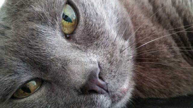 Il Gatto Ha Chiuso Gli Occhi Canzone