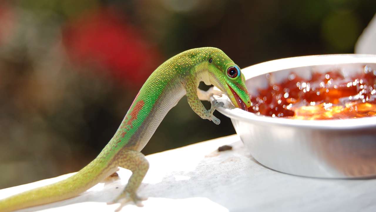 Cosa mangia la lucertola? Tutto ciò che c'è da sapere