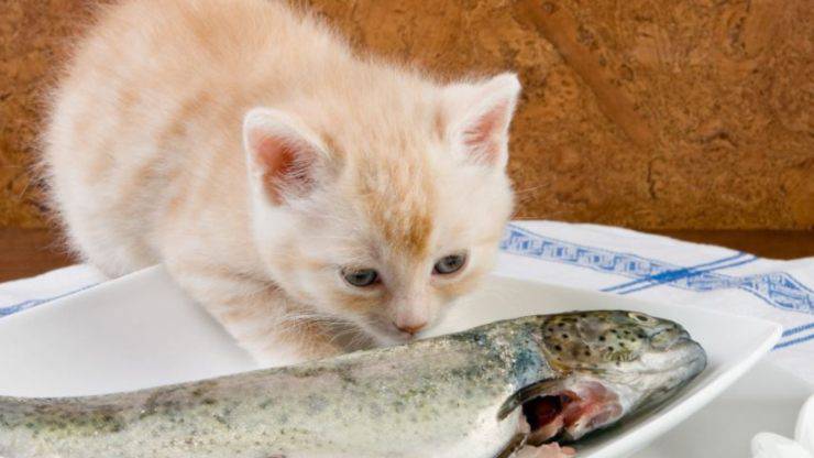 come cucinare il merluzzo al gatto