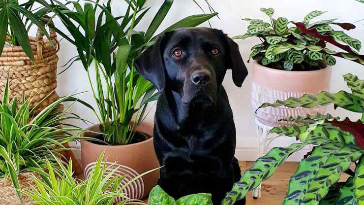 Come impedire al cane di distruggere le piante