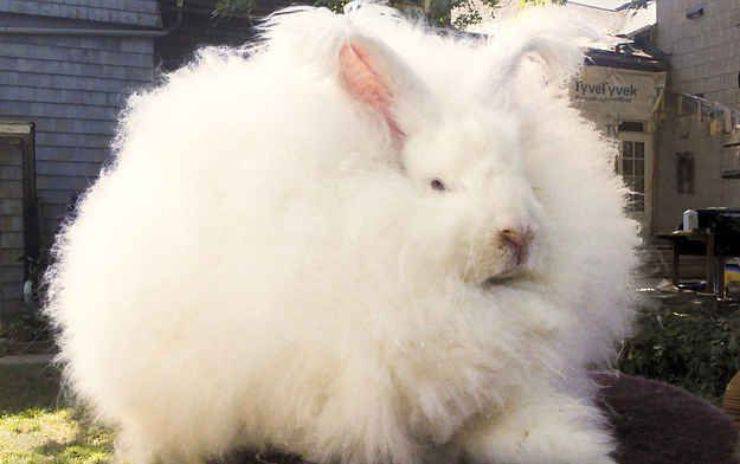 coniglio d'Angora gigante