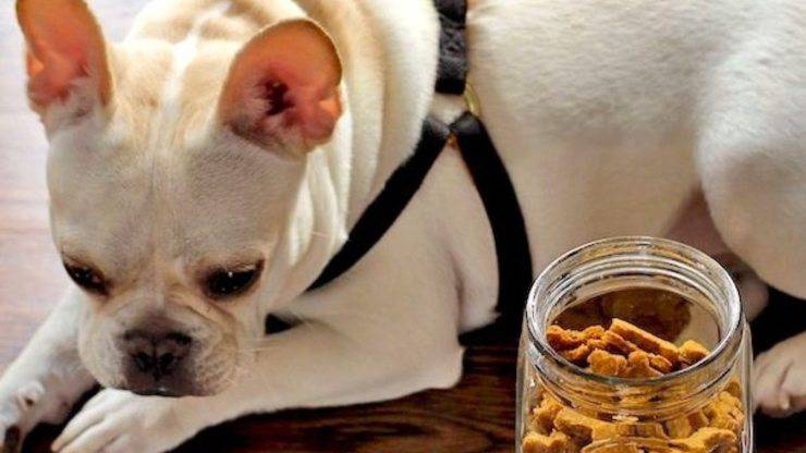 conservazioni biscotti al pollo per Fido