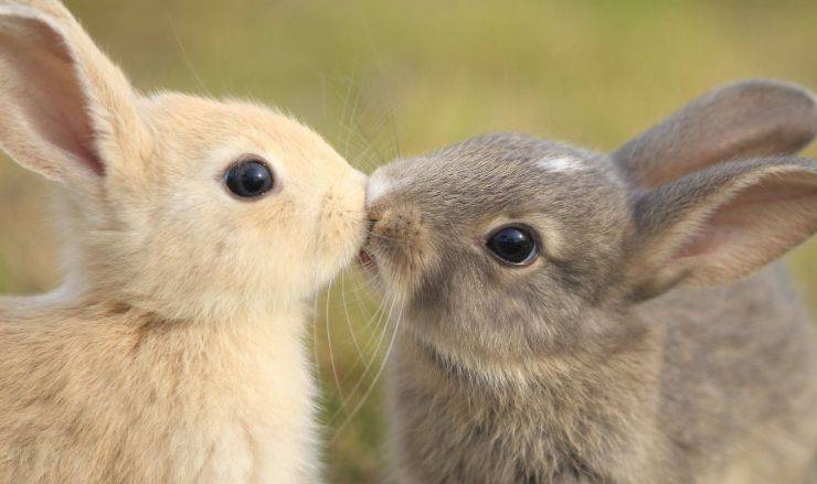 coppia di coniglio nano