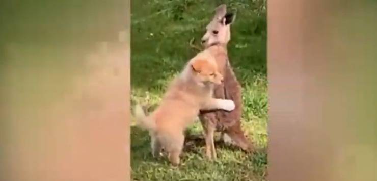 Cucciolo di cane abbraccia il cucciolo di canguro (Screen Video)