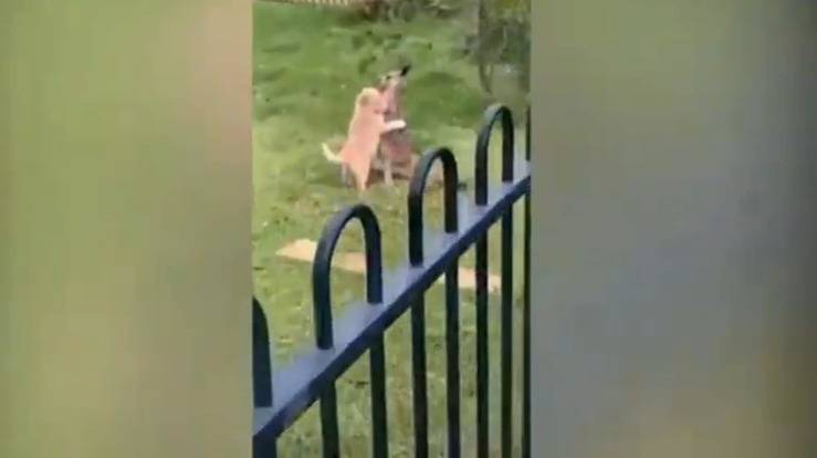 Cucciolo di cane abbraccia il cucciolo di canguro (Screen Video)