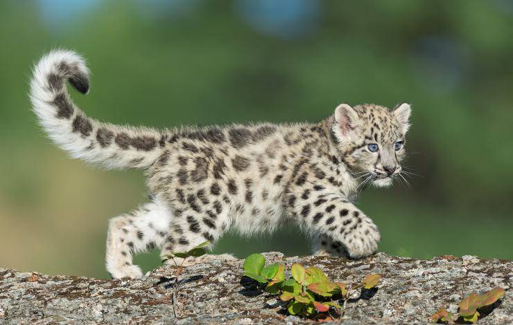cuccioli di leopardo