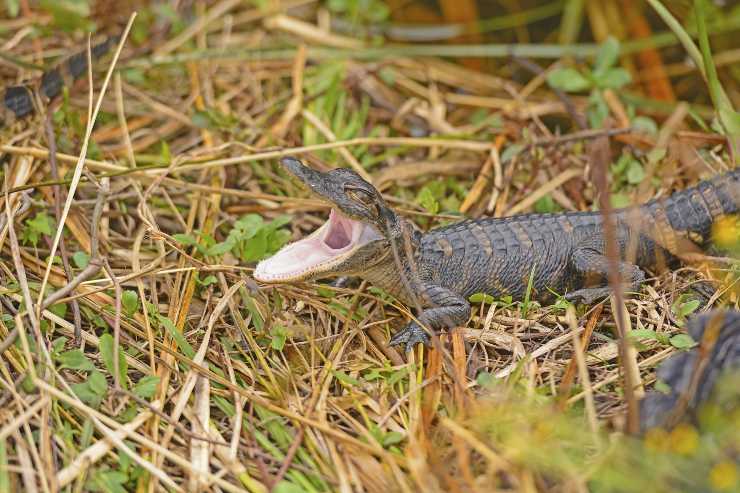 cucciolo di alligatore