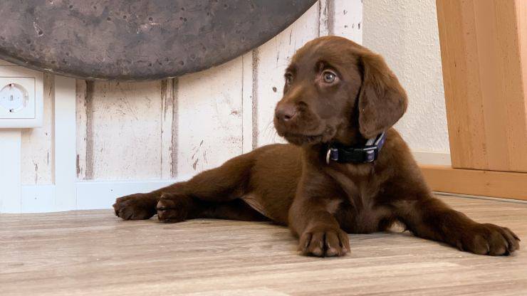 cucciolo di cane