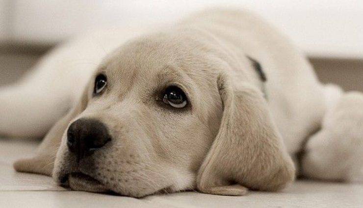 cucciolo di cane malato