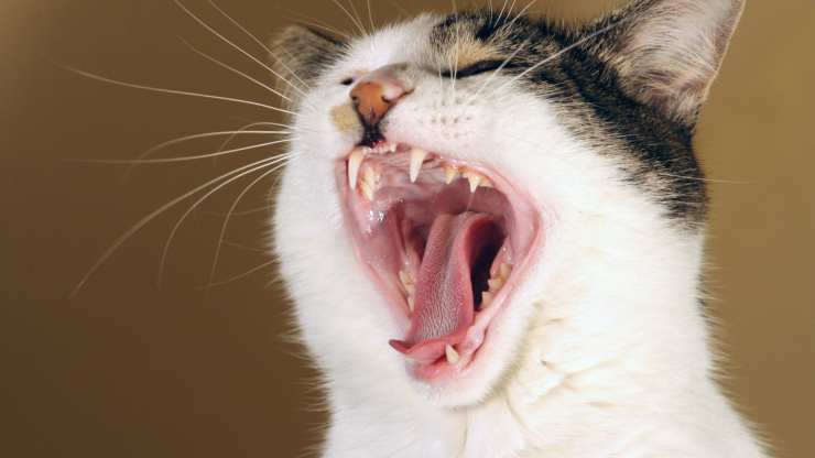 denti scoloriti gatto
