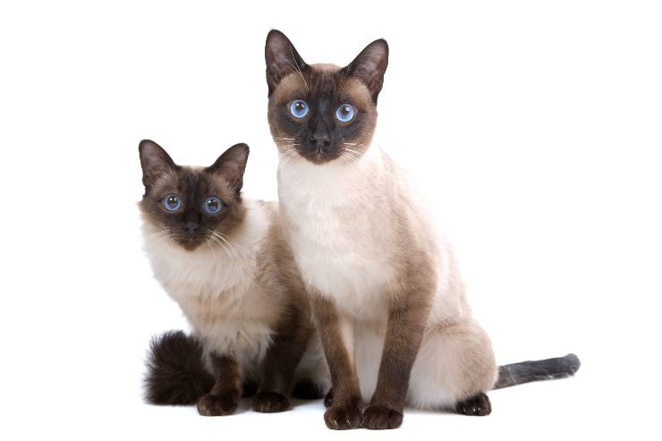 differenza balinese e siamese