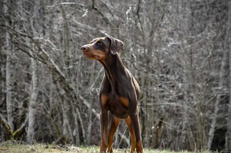 Cane controlla la zona