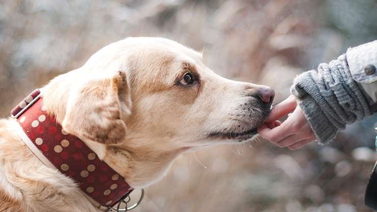 Cane in primo piano (Foto Pixabay)