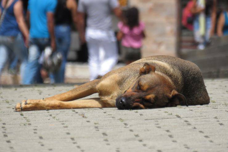 Come vive il cane randagio