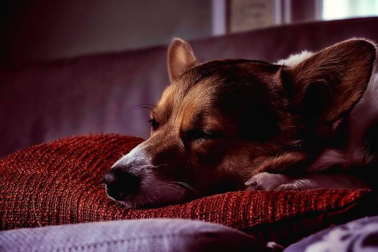 Cane con diarrea e sangue