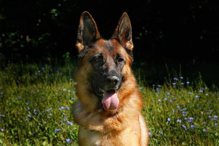 Cagnolino nell'erba