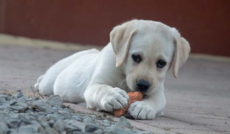 Cucciolo che mangia (Foto Pixabay)