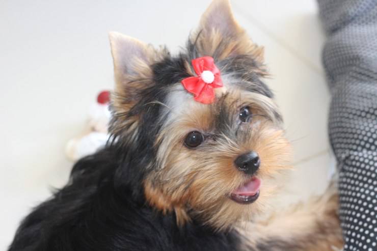 yorkshire terrier cane curiosità storia origini