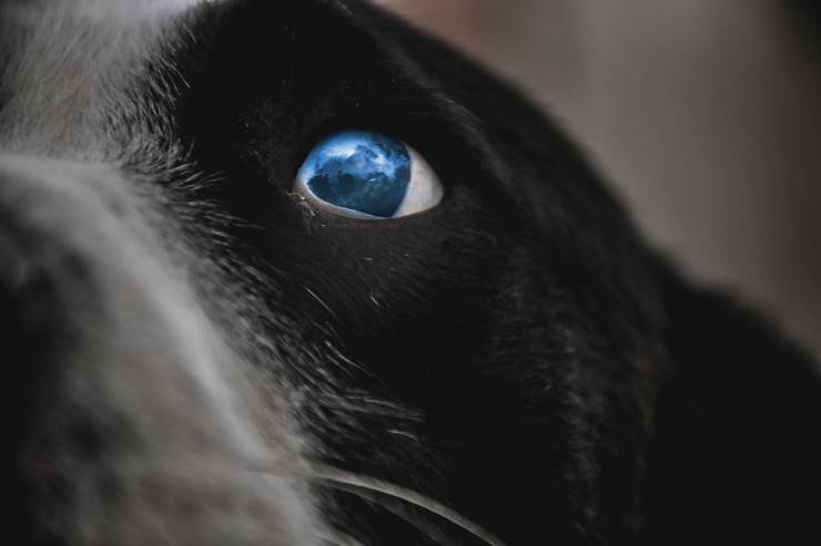 Il cane adulto piange di notte