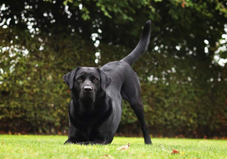 Il cane più sicuro di sé