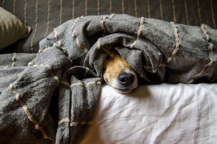 Il cane si nasconde in casa