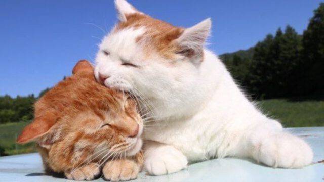 Perchè I Gatti Ti Leccano E Poi Mordono