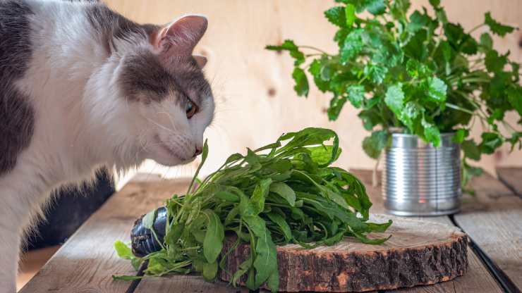 gatti possono mangiare rucola