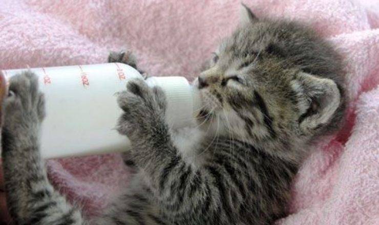 gatto che beve il latte