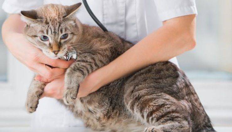 gatto dal veterinario