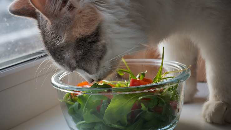 gatto insalata rucola