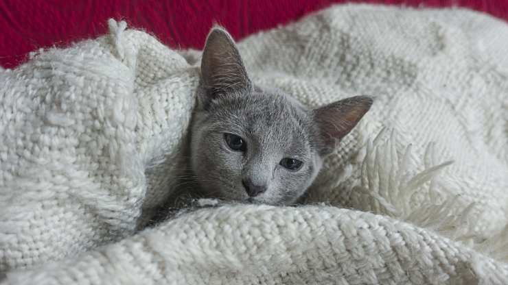 gatto lecca le coperte