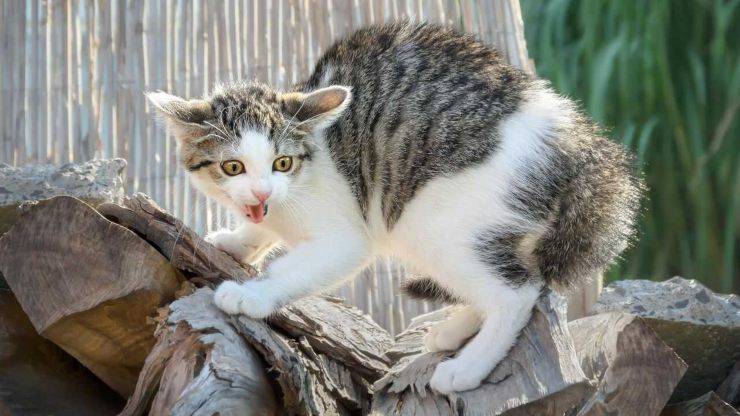 gatto paura stormi uccelli