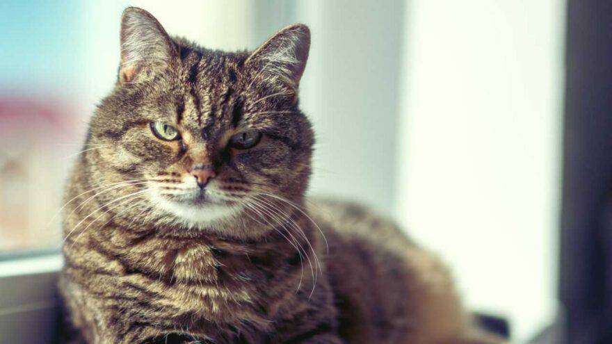 16 Anni Di Un Gatto A Quanto Corrispondono