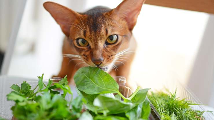 gatto può mangiare basilico