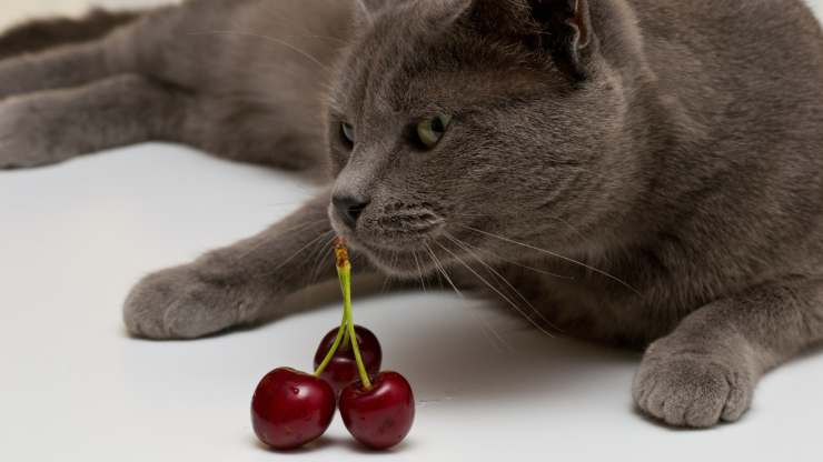 gatto puo mangiare ciliegie